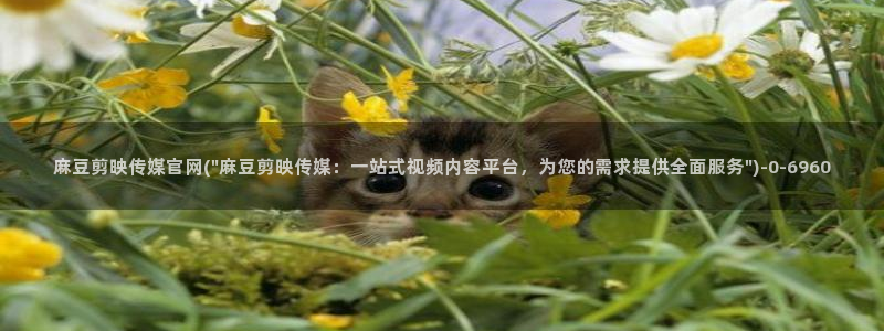 麻豆视频在线观看